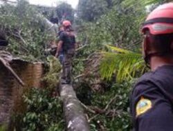 Penampakan Rumah Warga di Belimbing Kota Padang Dihantam Pohon Tumbang